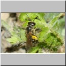 Lasioglossum pauxillum - Furchenbiene w02c 5mm - OS-Hasbergen-Lehmhuegel det.jpg